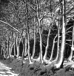 848099 Gezicht op een winters boslandschap, met aan een zijde besneeuwde bomen, op een onbekende locatie in Nederland.